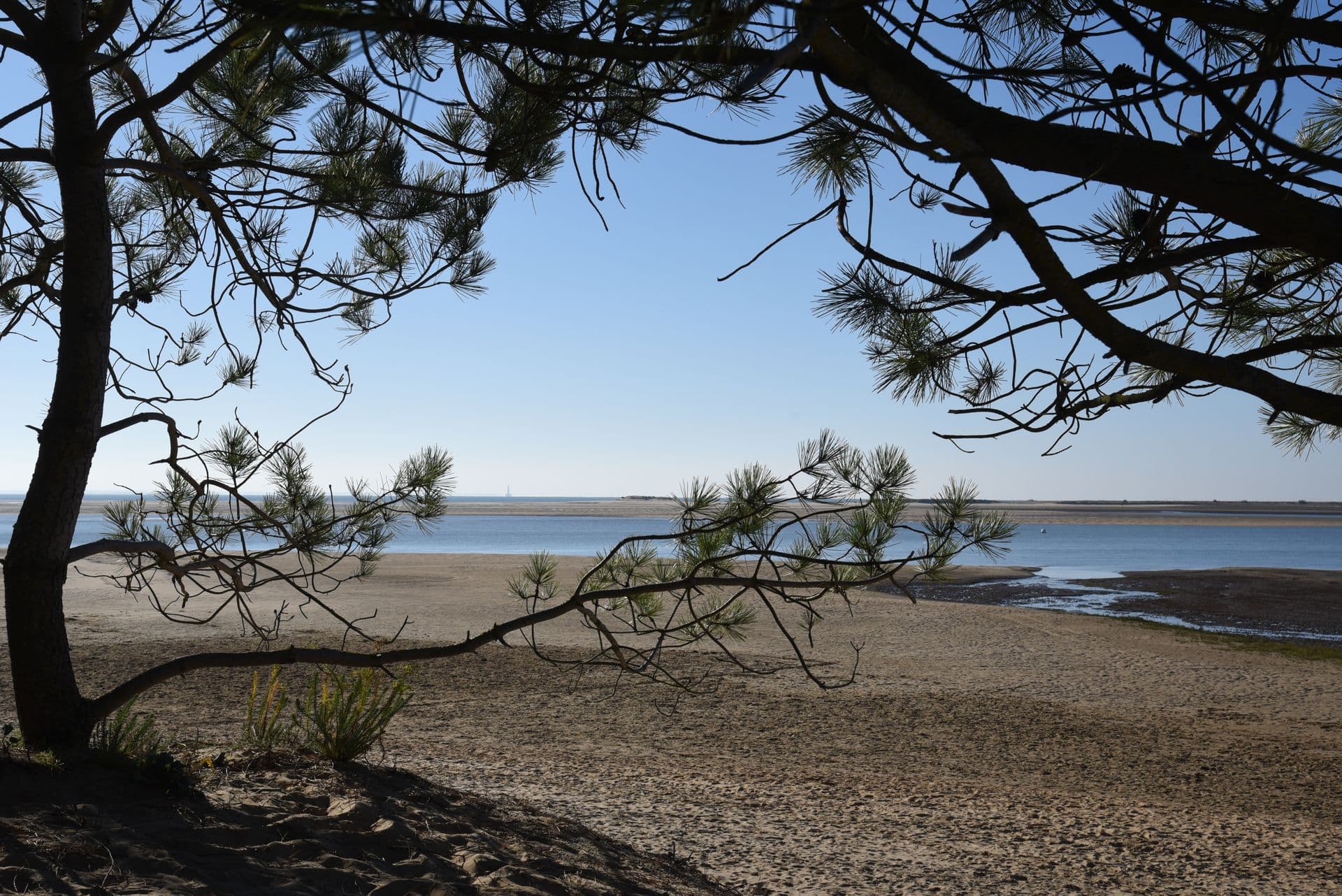 Pinède baignée de lumière près de la plage